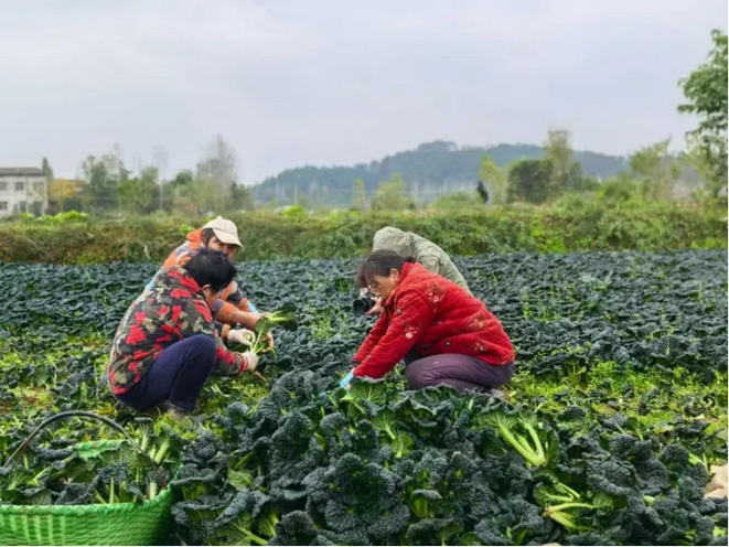 Screenshot 2026-05-24 at 11-36-27 退役女兵靠一株青菜，年卖3个亿！.png